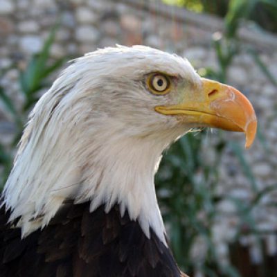Bald eagle at Utah's Hogle Zoo