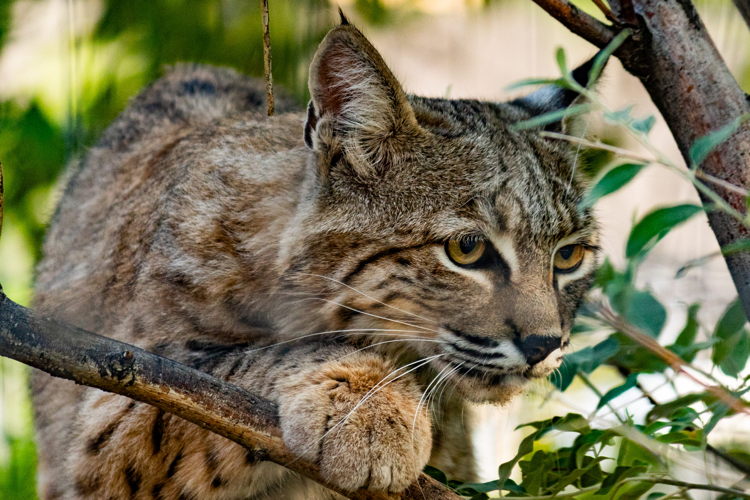 Bobcat