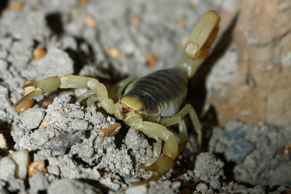 Scorpion