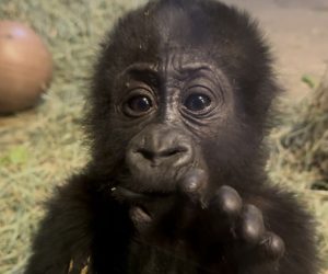 Baby gorilla Addo at Utah's Hogle Zoo