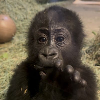 Baby gorilla Addo at Utah's Hogle Zoo