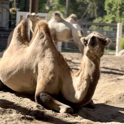 Camels at Utah's Hogle Zoo