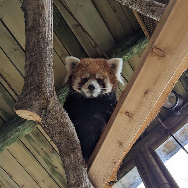 Chinese red panda, William, at Utah's Hogle Zoo