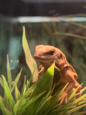 Chuckwalla hatchling