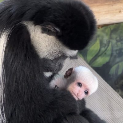 Colobus monkey baby with mom Violet at Utah's Hogle Zoo
