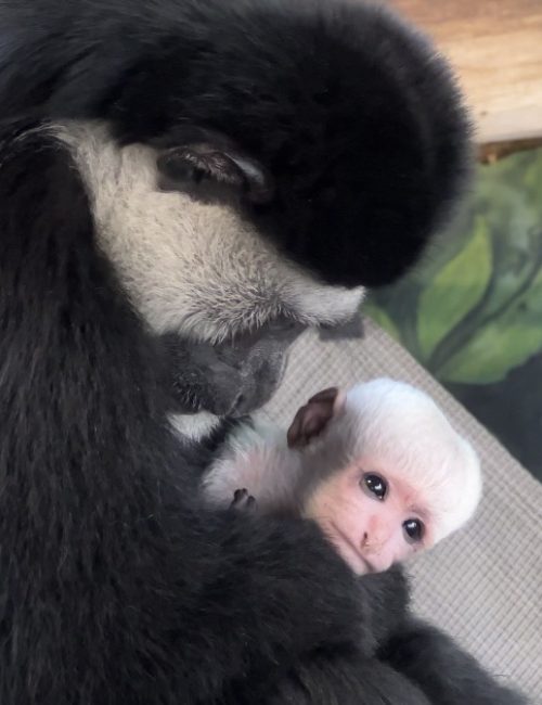 Colobus monkey baby with mom Violet at Utah's Hogle Zoo