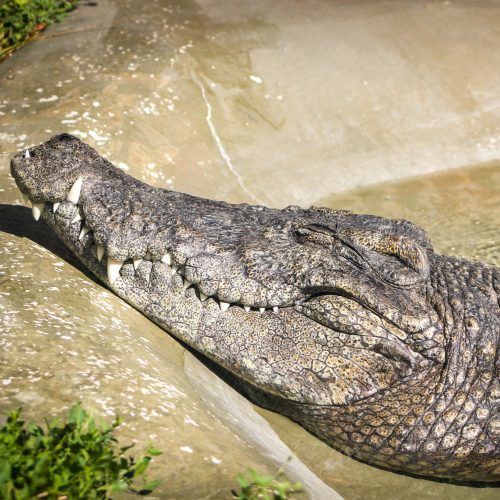 Crocodile at Utah's Hogle Zoo