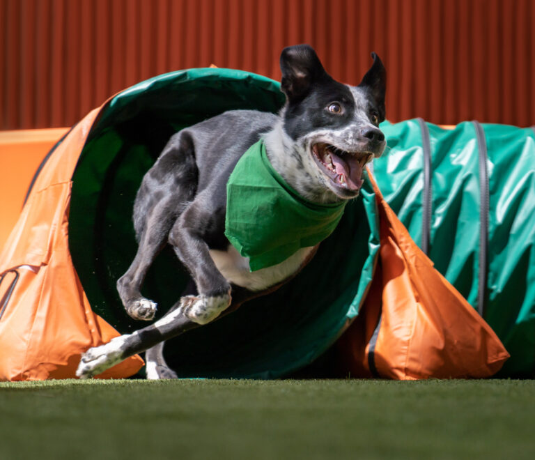 Canines for Conservation Dog Show