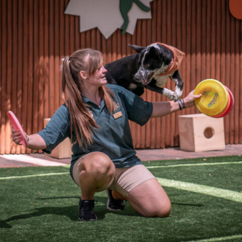 Canines for Conservation Dog Show