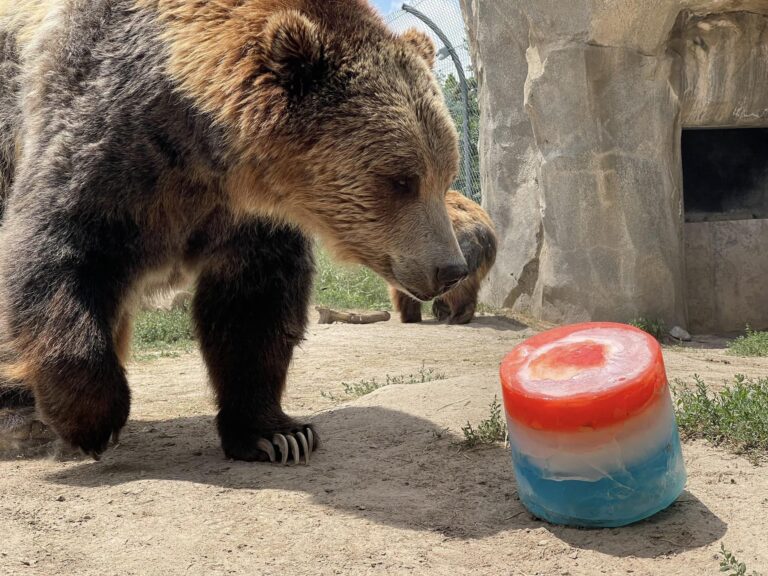 Grizzly bear feeding enrichment