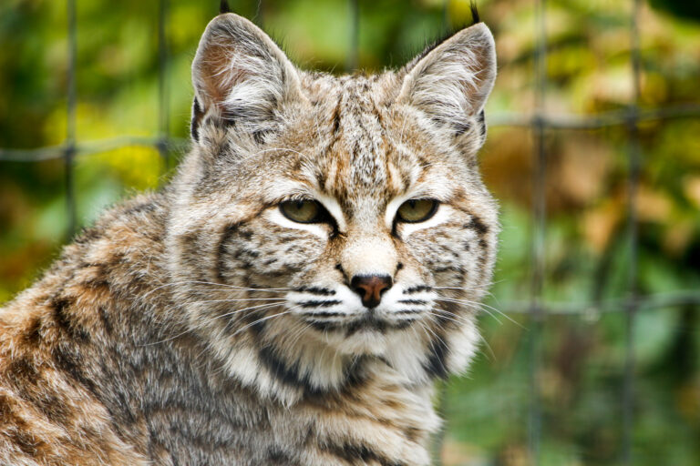 Bobcat