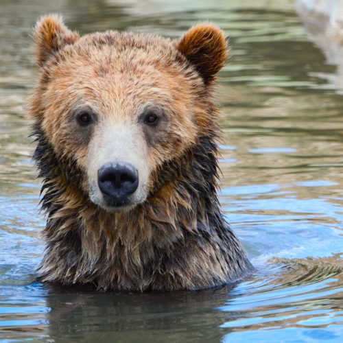 Grizzly bear at Utah's Hogle Zoo