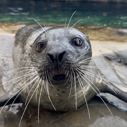Harbor seal at Utah's Hogle Zoo