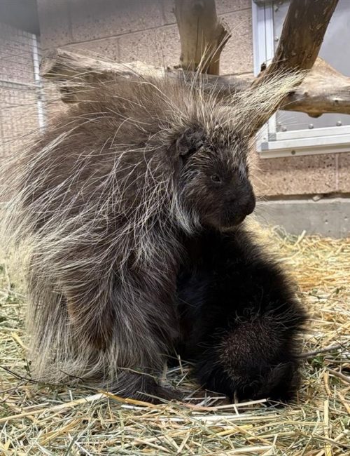 Blackberry and her porcupette