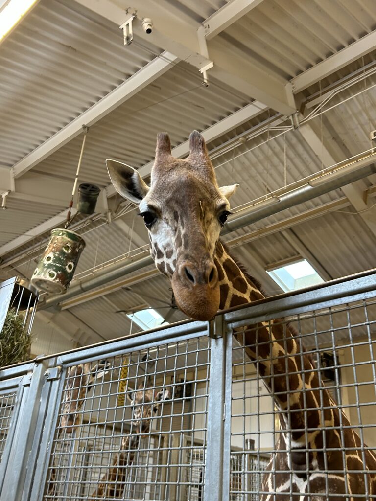 Giraffe barn