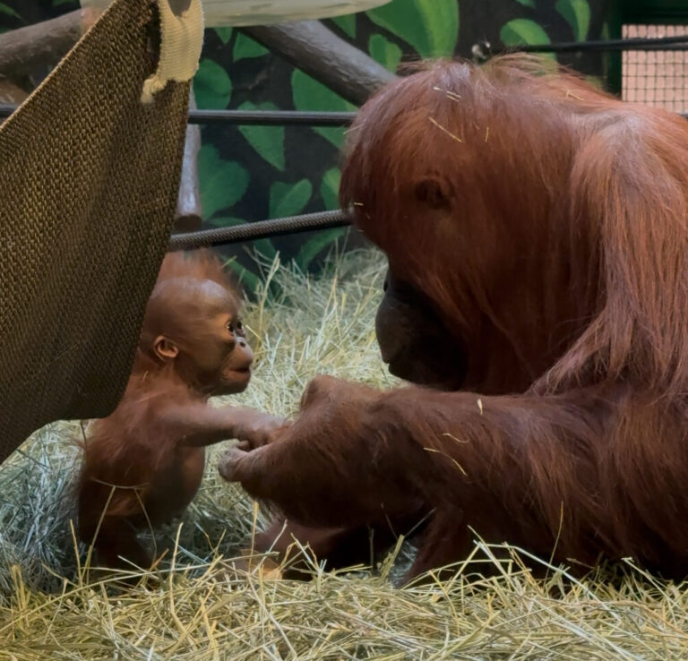 Baby orangutan Weila and foster Acara hold hands