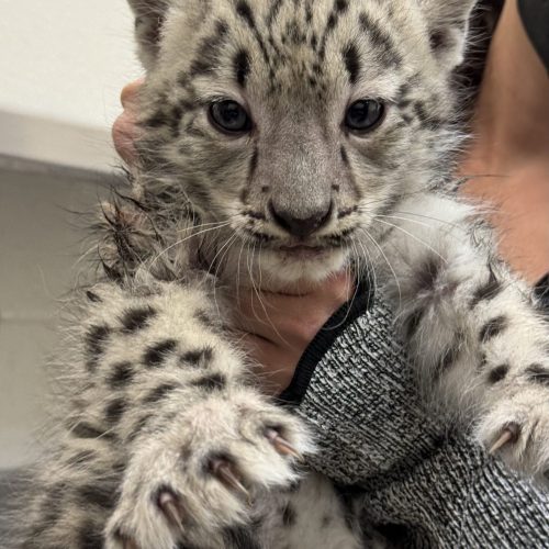 Snow leopard cub Pavlova