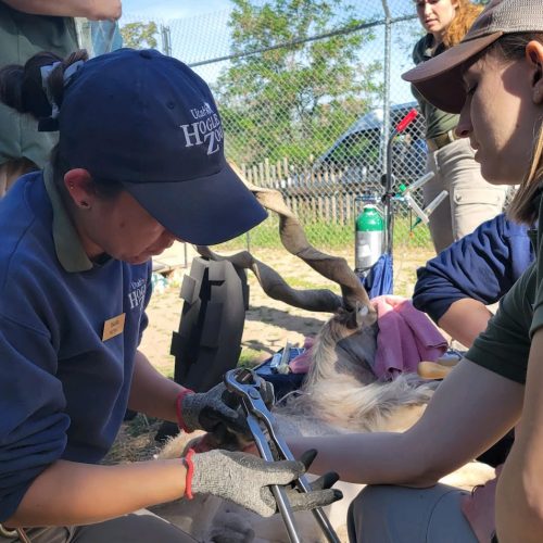 Keepers trimming markhor hoof at Hogle Zoo