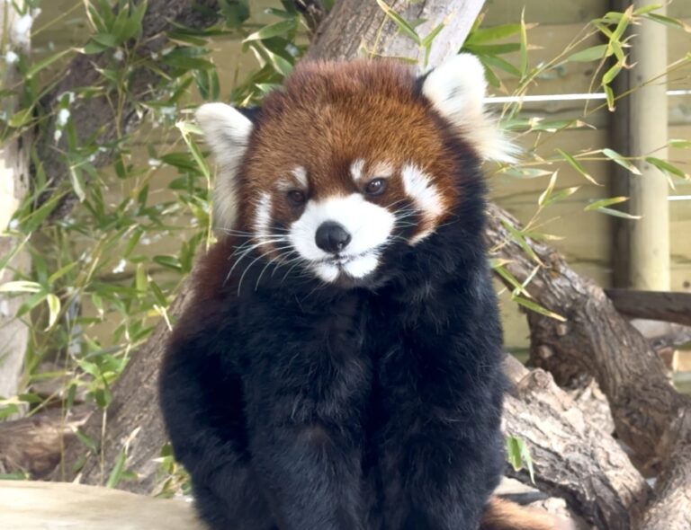 Kiaria, female red panda at Utah's Hogle Zoo
