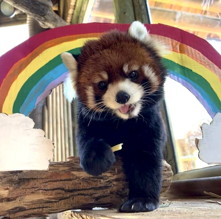 Kiaria, red panda at Hogle Zoo