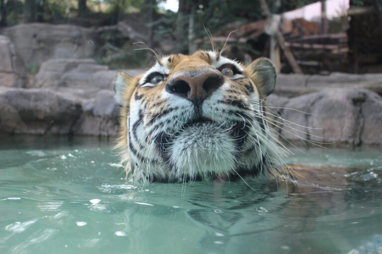 Tiger in water