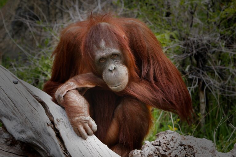 Acara the Bornean orangutan