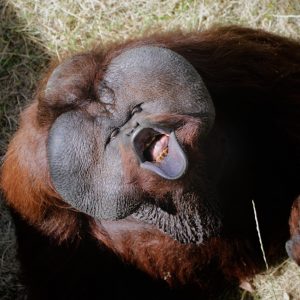 Bornean orangutan Mia