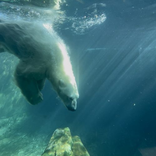 Polar bear at Utah's Hogle Zoo