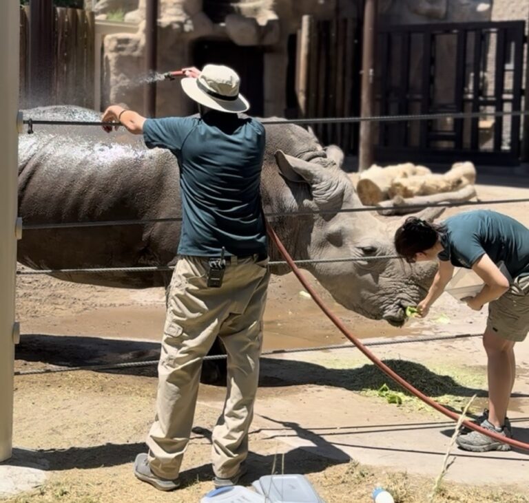 Rhino animal care at Hogle Zoo