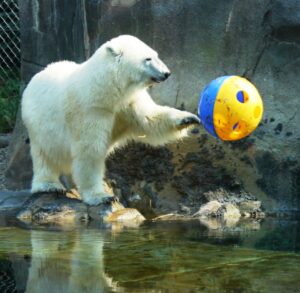 Polar bear enrichment (Rizzo)