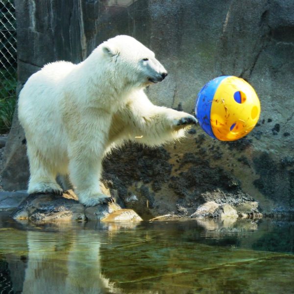 Polar bear enrichment (Rizzo)