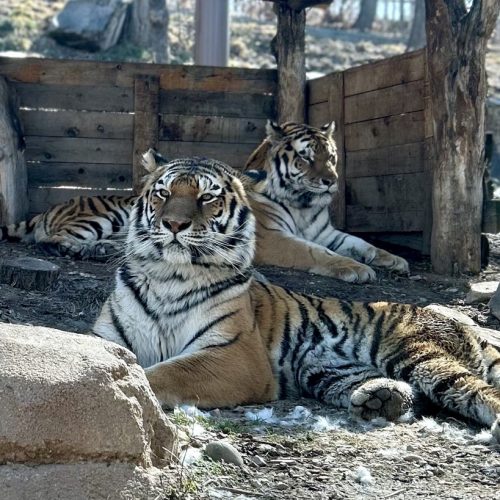 Sasha (front) and Nikolai (back)