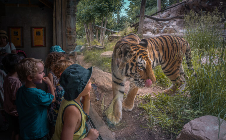 Kids looking at tiger