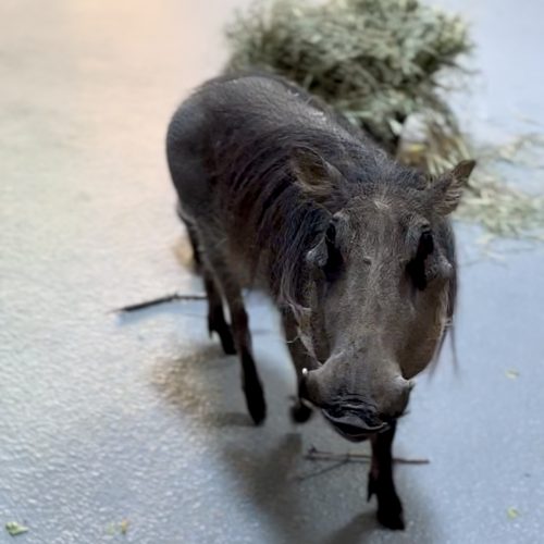 Warthog Tikiti