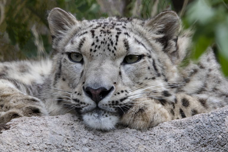 Babs, resident snow leopard at Utah's Hogle Zoo