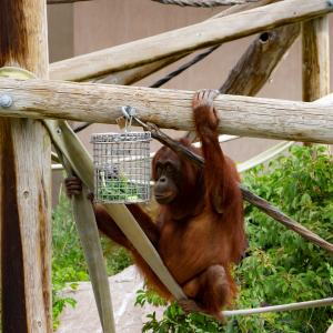 Kawan, Bornean orangutan at Utah's Hogle Zoo