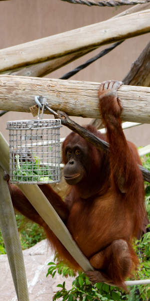 Kawan, Bornean orangutan at Utah's Hogle Zoo