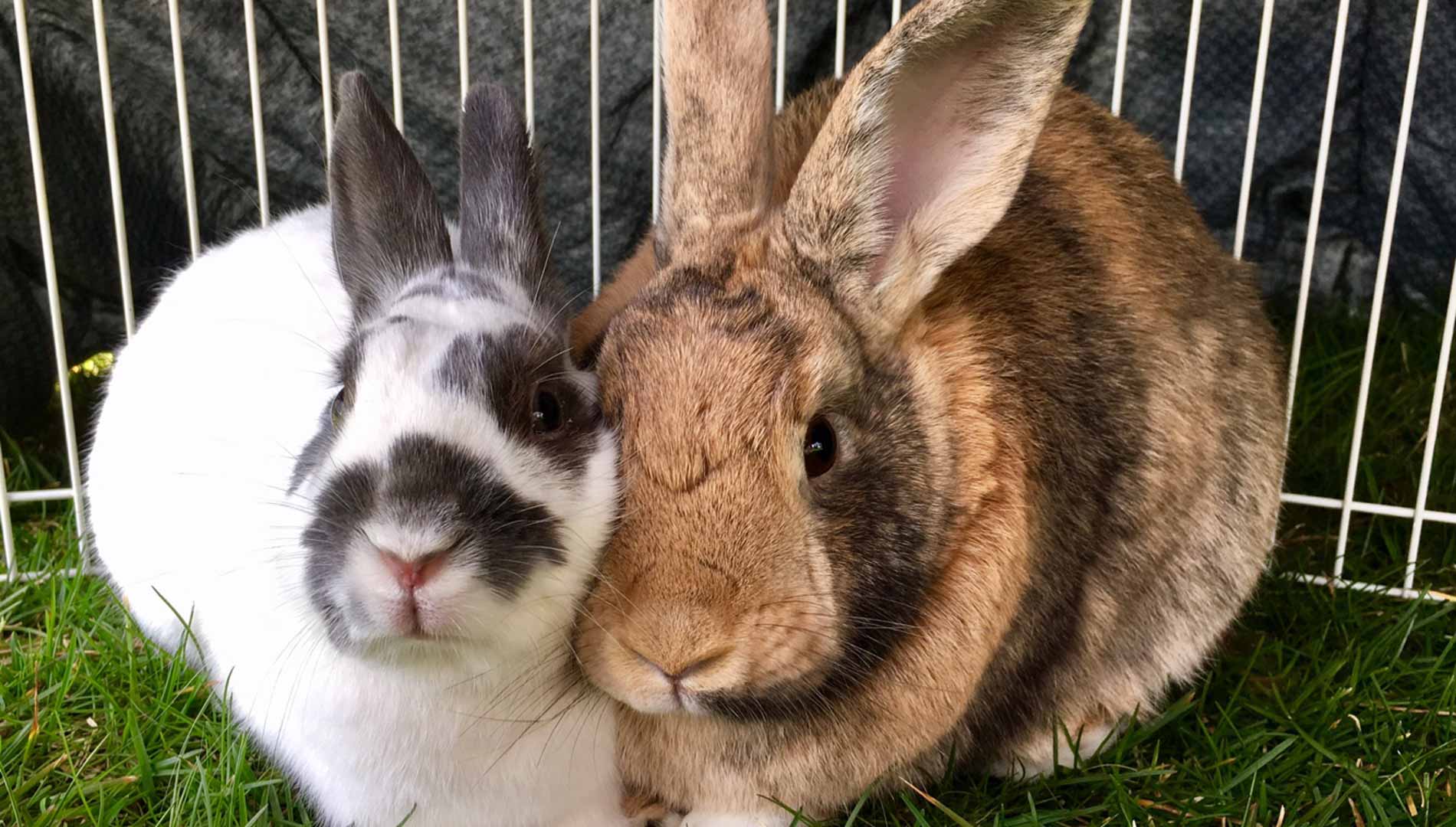 Kalamazoo Rabbit Rescue